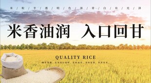 五常大米海報(bào)優(yōu)質(zhì)大米香米海報(bào)