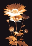 花朵透视图