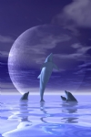 海豚