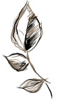 花朵素描图案PSD