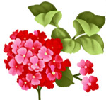 花的图案