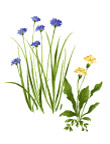 花朵水墨画