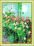 浮雕花草