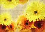 菊花油画装饰（200x140）