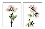 花卉油画 组图