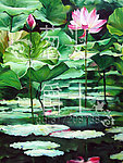 油画荷花