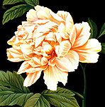 花卉牡丹