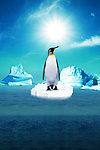 南极帝企鹅与大海和冰川