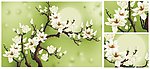 玉兰花