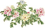 牡丹花(通道分层)