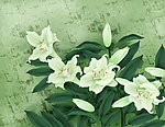 百合花