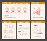 乳房组织 美胸金标准 乳房示意图