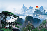 黄山迎客松