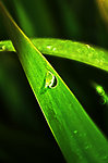 露珠青草
