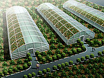 大棚种植效果图