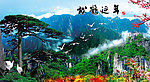 黄山迎客松