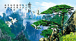 黄山迎客松