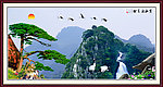 黄山迎客松