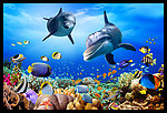 海底 海豚