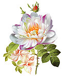 玫瑰花(四色通道)