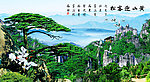 黄山迎客松