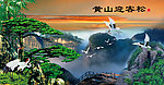 黄山迎客松