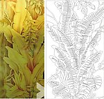 芭蕉叶 金芭焦 叶子