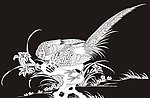 锦鸡 兰花 假山