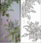 马蹄莲