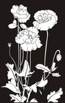 花草 郁金香 虞美人