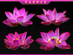 金边荷花