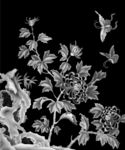 高清菊花蝴蝶