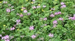 紫色小花 蜜蜂采蜜 高清4段集