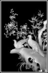 精品花鸟灰度图