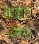 老虎头老虎纹