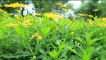 小菊花 高清