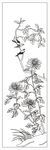 菊花鸟 门图