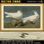 奥杜邦象牙海鸥工笔画挂画无框画