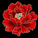 牡丹花红