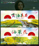 油菜花 写实唯美时尚版