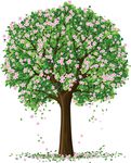 樱花树