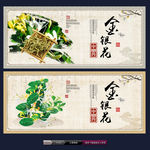 中药 金银花