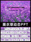 紫色唯美薰衣草动态PPT模板