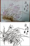 兰花