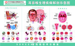 耳鼻喉生理疾病解剖图
