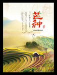 芒种二十四节气海报
