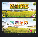 油菜花