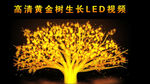 黄金树生长LED视频