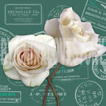 欧美花卉装饰画 玫瑰花