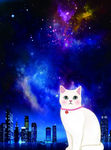 星空猫咪